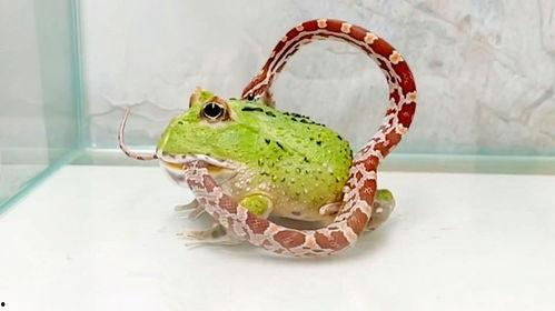 青蛙人在吃瓜,一场奇妙的味蕾冒险