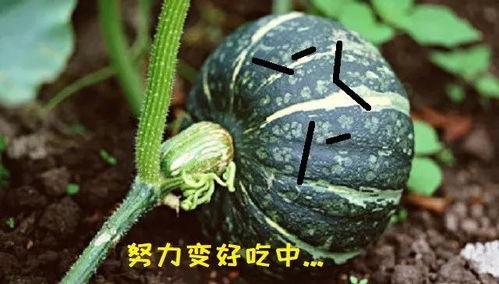 吃方瓜长胖么,吃方瓜真的会长胖吗？