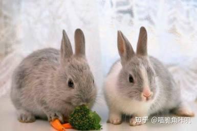 兔子可以吃土瓜吗,兔子适宜食用土瓜吗？营养分析及食用建议