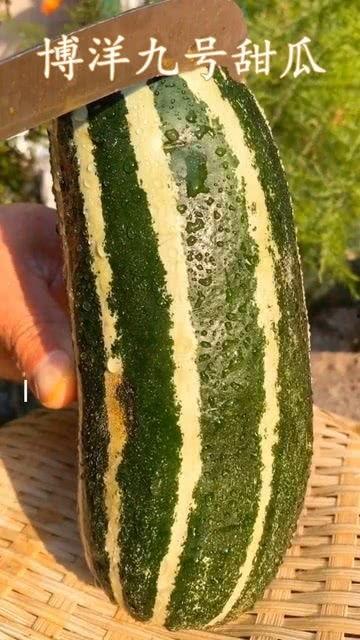 那什么瓜可以吃,探索哪些瓜可以安全享用