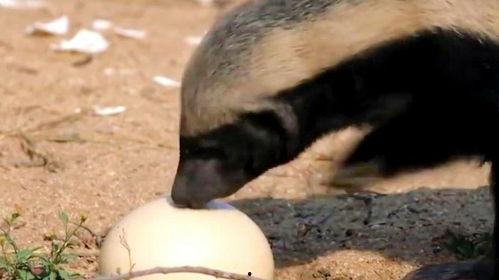 带你吃瓜解说蜜罐