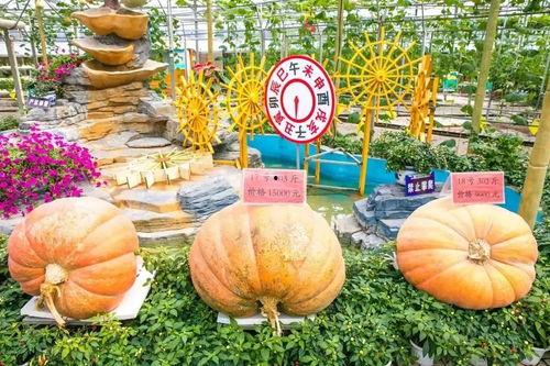 翰林府吃大瓜,揭秘宫廷大瓜背后的权力博弈