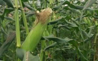 蒲子瓜怎么吃,探索美味与营养的完美结合