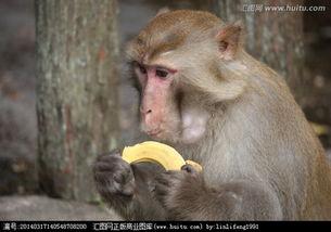 读写绘猴子吃瓜,猴子吃瓜的欢乐瞬间