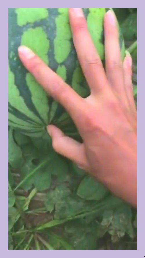 吃瓜刀切手指,吃瓜群众需谨慎操作