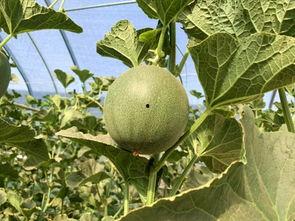 下班回家吃块瓜,享受一块瓜的悠闲时光