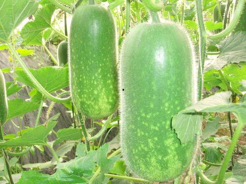 院东头吃瓜,夏日消暑好去处