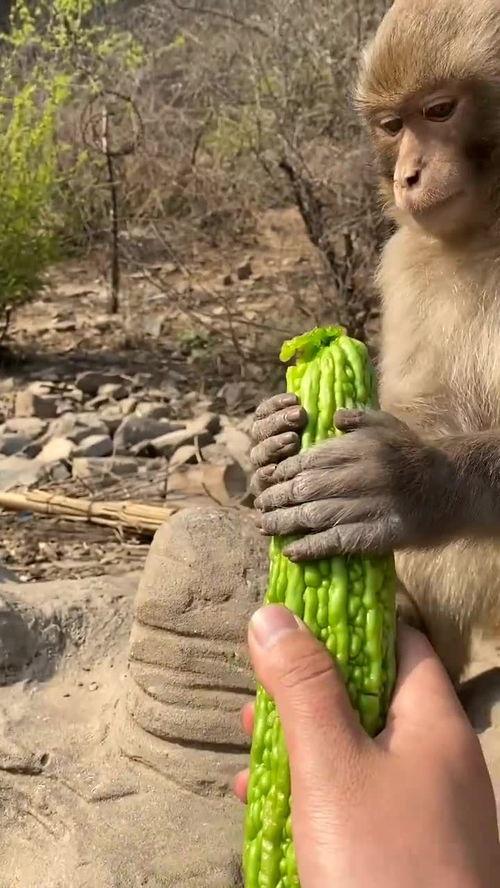 像猴吃瓜,一场别开生面的夏日盛宴