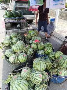 信宜吃瓜事件真相,揭秘背后真相与争议