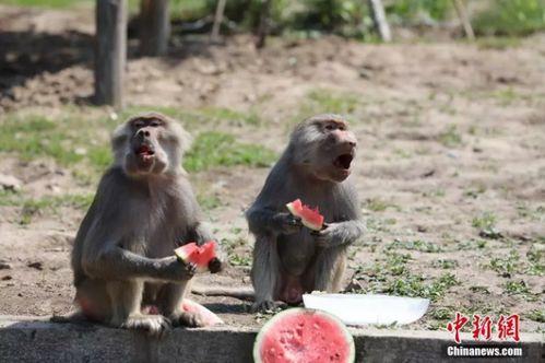 寓意吃瓜的动物