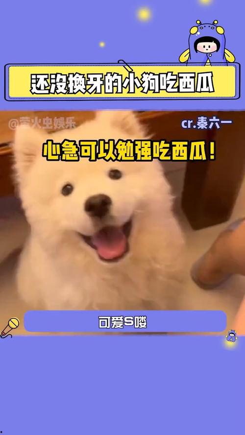 八卦吃瓜狗狗