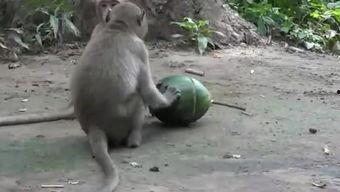 视频猴王吃瓜