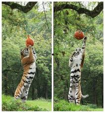 老虎吃瓜头像高清