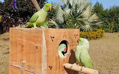 鸟吃瓜怎么形容,描绘自然和谐画卷